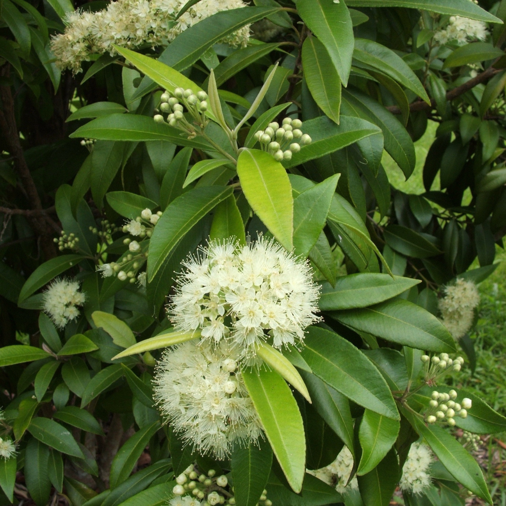 Lemon Myrtle