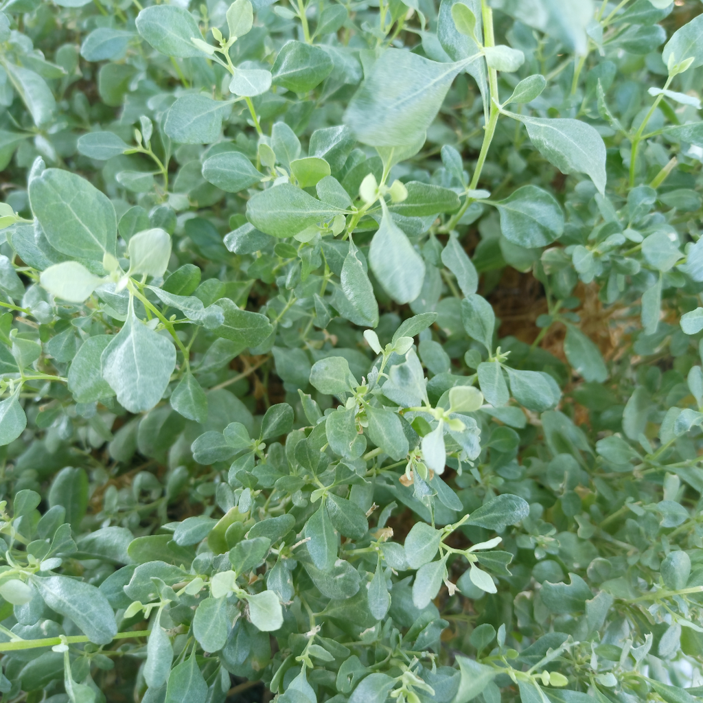 Old Man Saltbush