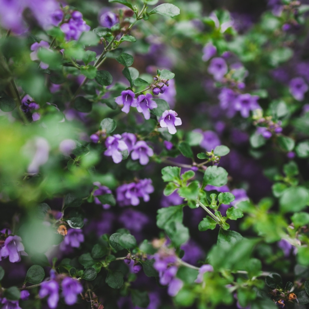 Native Oregano/Thyme