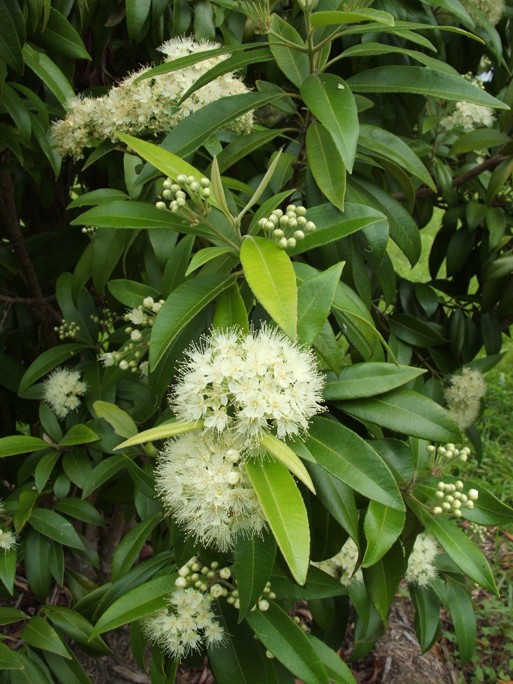 All Things Lemon Myrtle