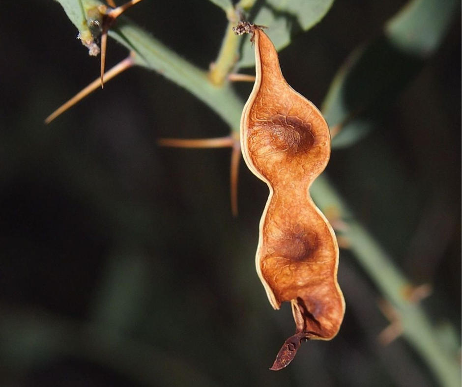 Wattleseed Roasted Ground 60g