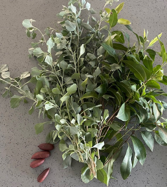 Seeds of Knowledge - Grow your own Bushfood Garden