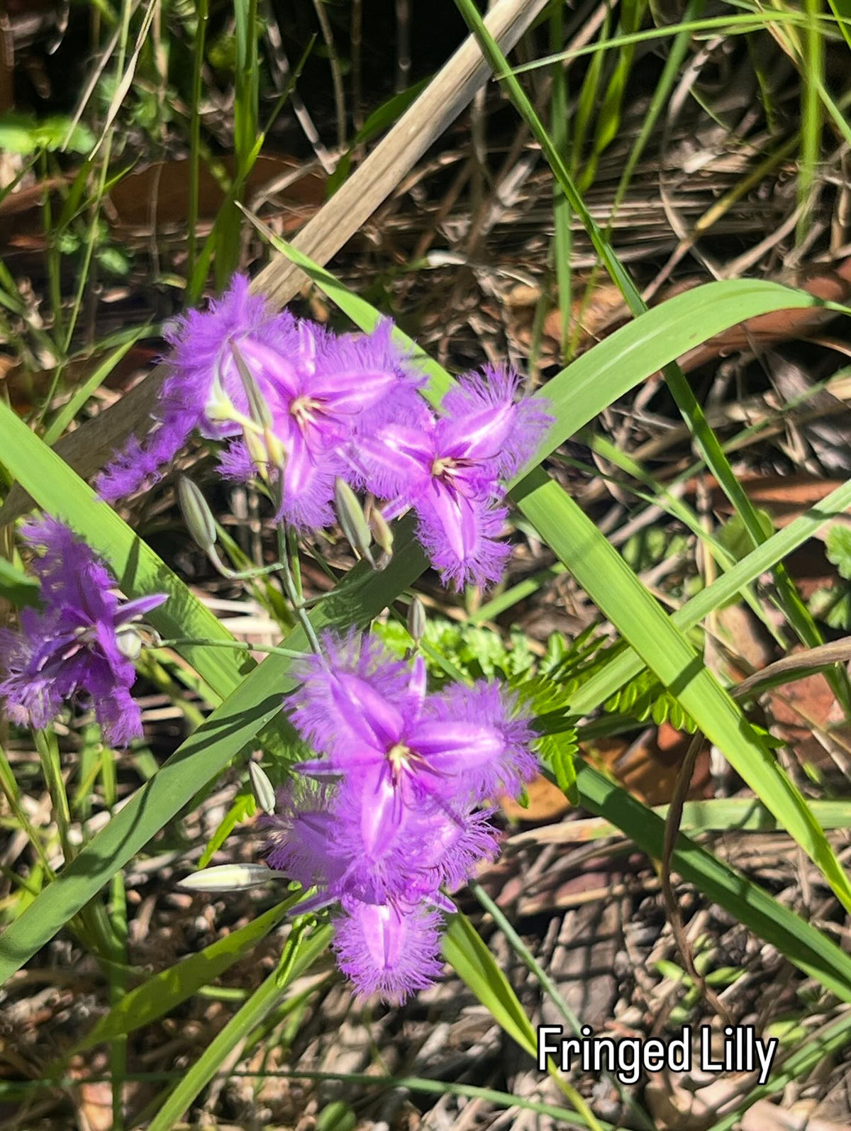 Seeds of Knowledge - Grow your own Bushfood Garden