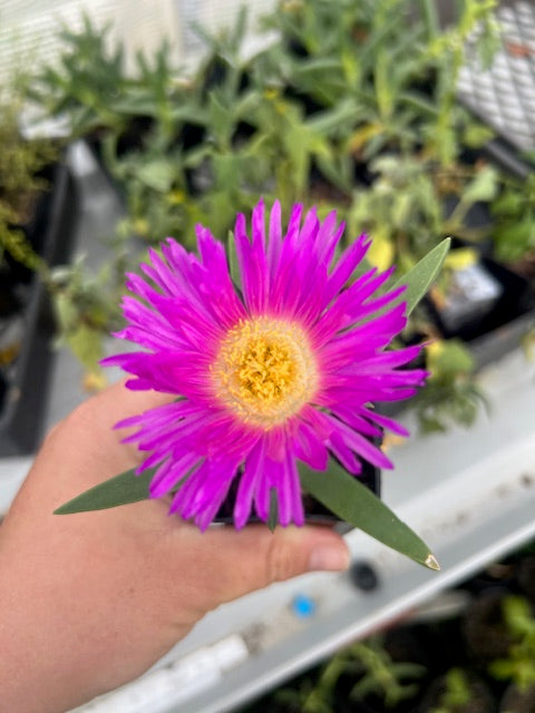 Seeds of Knowledge - Grow your own Bushfood Garden