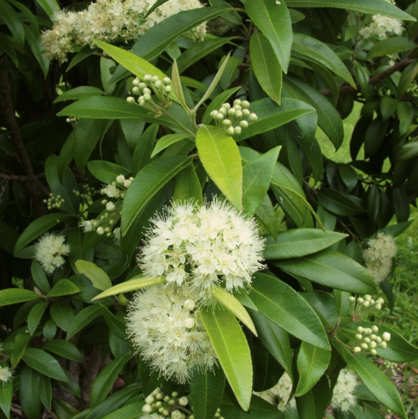 Jade Finger Lime Olive Oil 100ml New