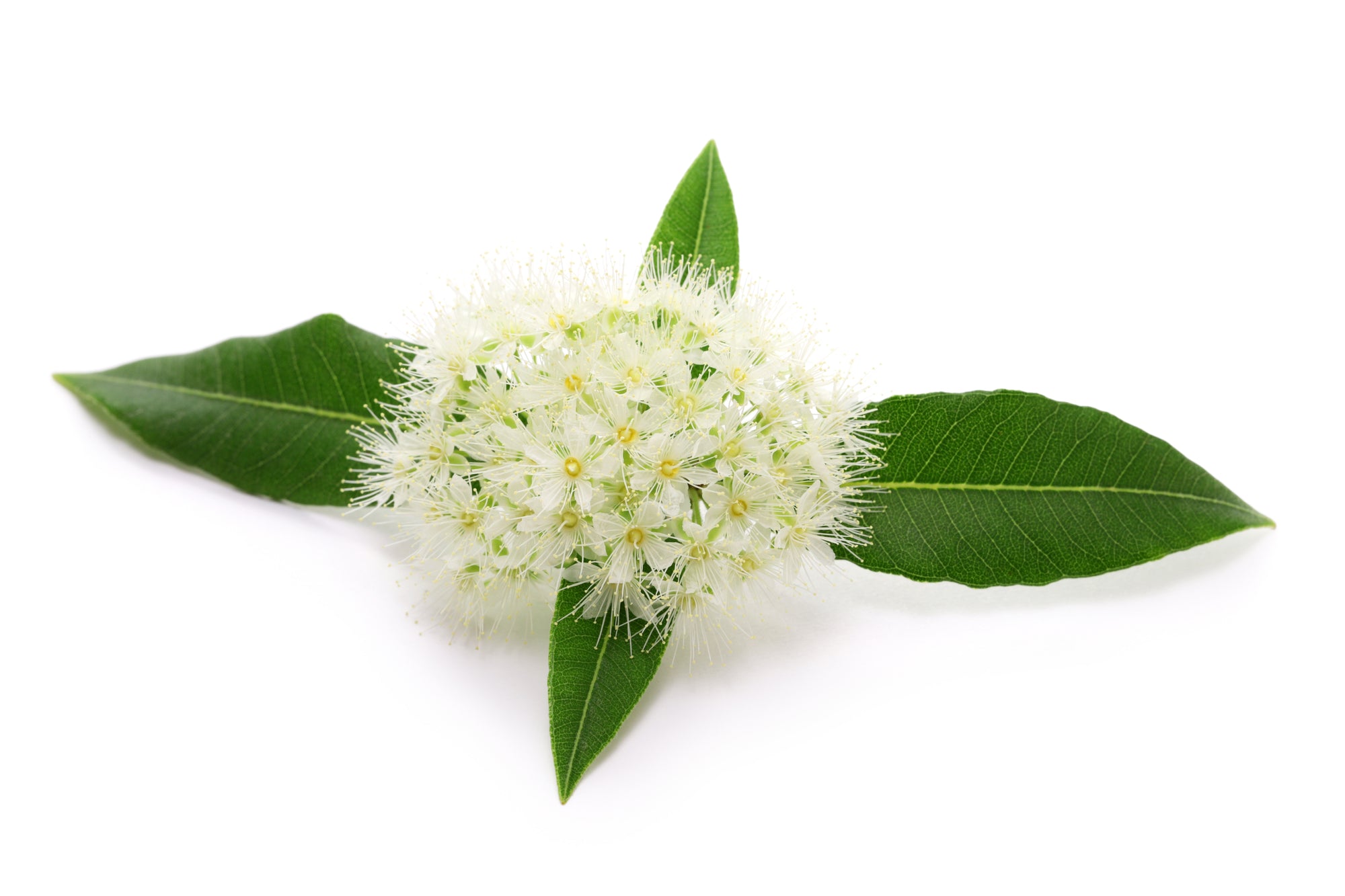 Lemon Myrtle Essential Oil 25ml