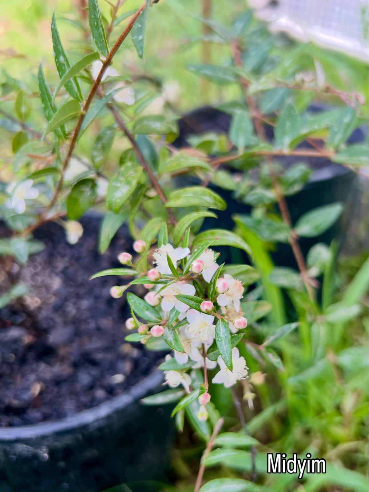 Seeds of Knowledge - Grow your own Bushfood Garden