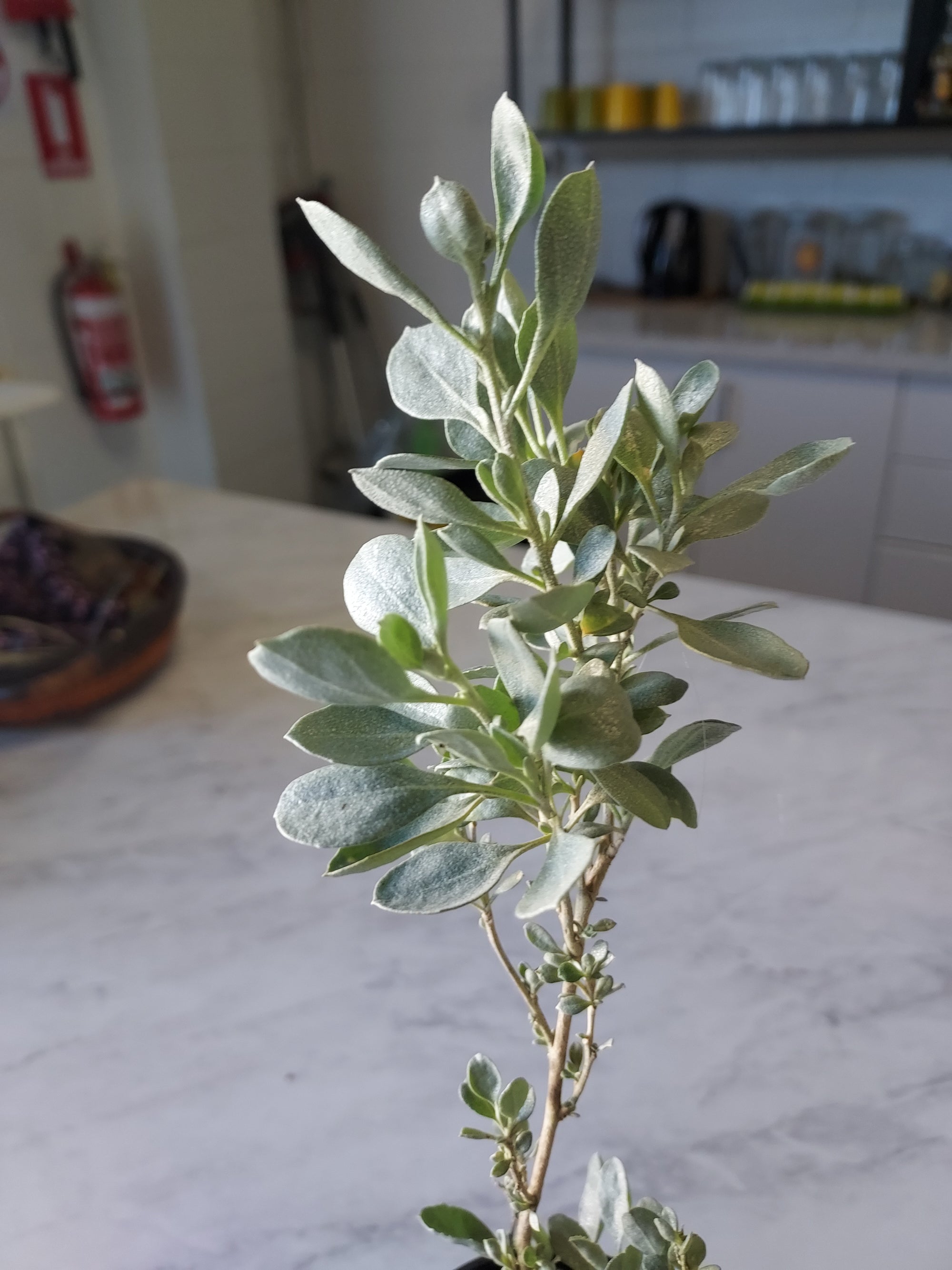 Old Man Salt Bush Ground 50g
