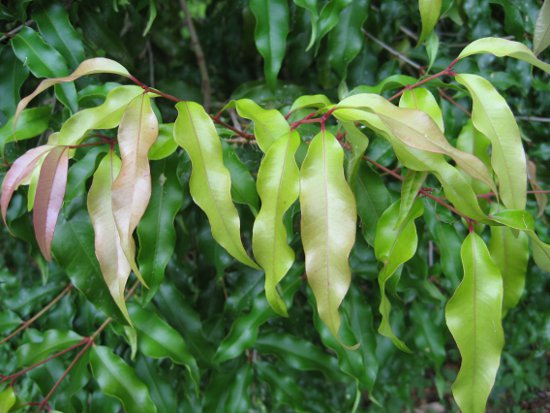 Anise Myrtle Flakes 50g